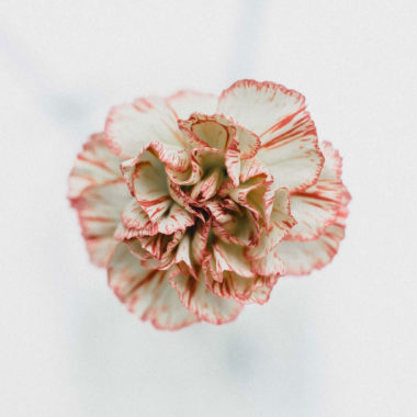 Flowers Flowers