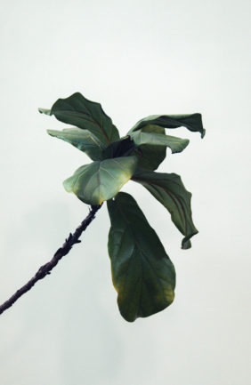 Maidenhair Tree Maidenhair Tree