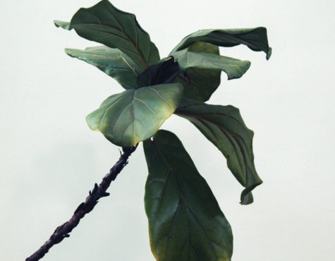 Maidenhair Tree